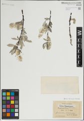 Foto von Salix lapponum L.
